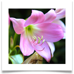 Daniel pavon cuellar flora zoom gfdtr56