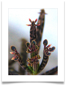 Daniel pavon cuellar flora zoom ghtyui
