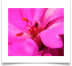 Daniel pavon cuellar imagenes  flora qwe