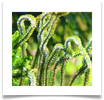 Daniel pavon cuellar imagenes  flora trpw