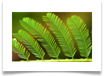 daniel pavon cuellar photo evergreens d